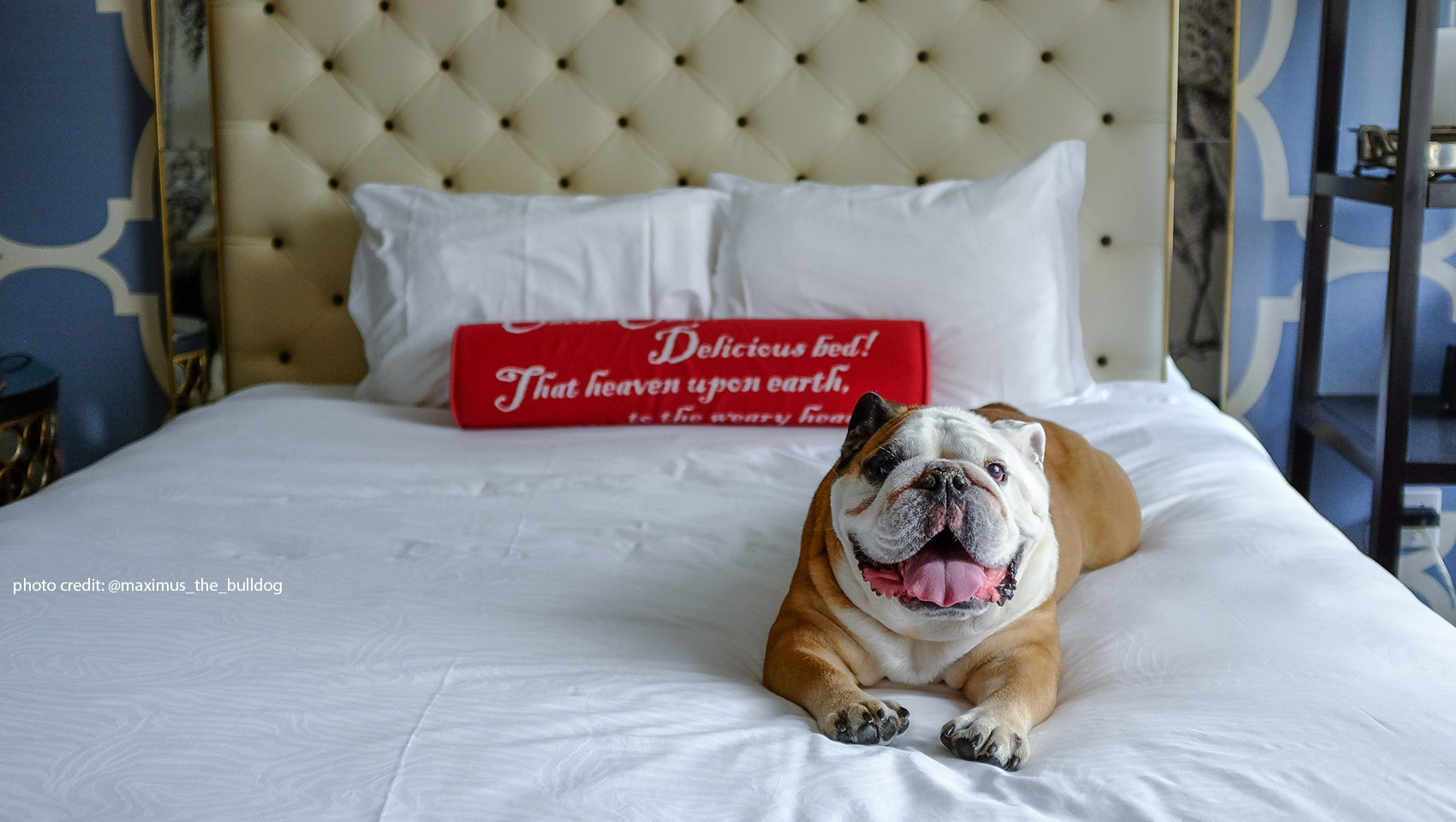 Bulldog on bed