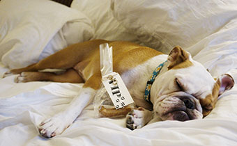 dog sleeping on bed