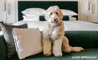 dog sitting on bed
