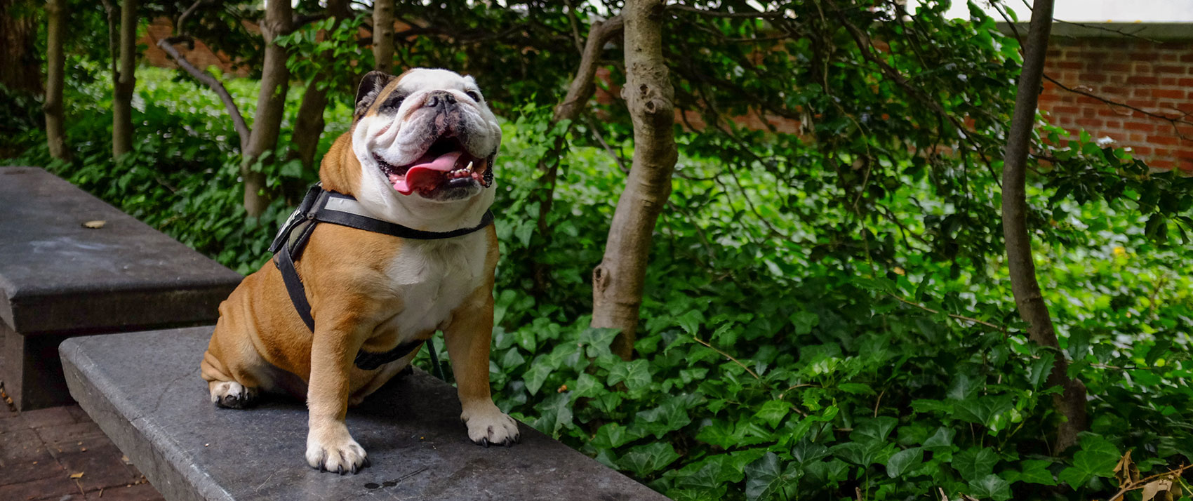 Pet Friendly Hotels in Philadelphia Kimpton Hotel Monaco Philadelphia